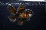 Thai Oranda  Panda 4.5 Inch (ID#211T5c-125)