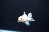 Baby Thai Oranda  Panda 2.5 Inch (ID#1122ToPTA-27) Free2Day SHIPPING