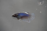 Dumbo Multicolor   Halfmoon Female Betta (ID#801-F308) Free2Day SHIPPING