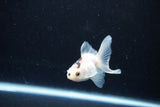 Baby Thai Oranda  Panda 2.5 Inch (ID#1122ToPTA-27) Free2Day SHIPPING