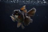 Thai Oranda  Panda 4.5 Inch (ID#211T5c-125)