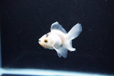 Baby Thai Oranda  Panda 2.5 Inch (ID#1122ToPTA-27) Free2Day SHIPPING