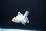 Baby Thai Oranda  Panda 2.5 Inch (ID#1122ToPTA-27) Free2Day SHIPPING