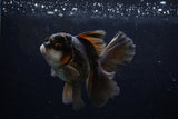 Thai Oranda  Panda 4.5 Inch (ID#211T5c-125)