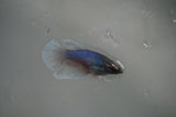 Dumbo Multicolor   Halfmoon Female Betta (ID#801-F308) Free2Day SHIPPING