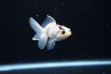 Baby Thai Oranda  Panda 2.5 Inch (ID#1122ToPTA-27) Free2Day SHIPPING