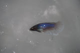 Dumbo Multicolor   Halfmoon Female Betta (ID#801-F308) Free2Day SHIPPING