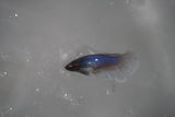 Dumbo Multicolor   Halfmoon Female Betta (ID#801-F308) Free2Day SHIPPING