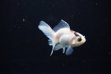 Baby Thai Oranda  Panda 2.5 Inch (ID#1122ToPTA-27) Free2Day SHIPPING