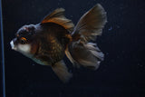 Thai Oranda  Panda 4.5 Inch (ID#211T5c-125)