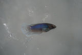 Dumbo Multicolor   Halfmoon Female Betta (ID#801-F308) Free2Day SHIPPING