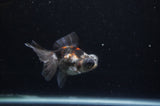 Butterfly  Calico 3.5 Inch (ID#325B8b-35) Free2Day SHIPPING