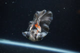Butterfly  Calico 3.5 Inch (ID#325B8b-35) Free2Day SHIPPING