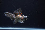 Butterfly  Calico 3.5 Inch (ID#325B8b-35) Free2Day SHIPPING