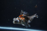 Butterfly  Calico 3.5 Inch (ID#325B8b-35) Free2Day SHIPPING