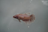 Dumbo Multicolor   Halfmoon Female Betta (ID#801-F310) Free2Day SHIPPING