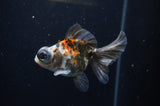 Butterfly  Calico 3.5 Inch (ID#325B8b-35) Free2Day SHIPPING