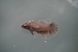 Dumbo Multicolor   Halfmoon Female Betta (ID#801-F310) Free2Day SHIPPING