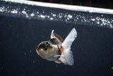 Baby Thai Oranda  Tricolor 3 Inch (ID#1126ToPTA-19) Free2Day SHIPPING