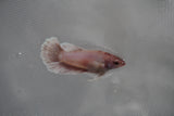 Dumbo Multicolor   Halfmoon Female Betta (ID#801-F310) Free2Day SHIPPING