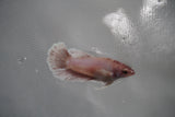 Dumbo Multicolor   Halfmoon Female Betta (ID#801-F310) Free2Day SHIPPING