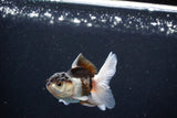 Baby Thai Oranda  Tricolor 3 Inch (ID#1126ToPTA-19) Free2Day SHIPPING