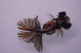 Butterfly  Calico 3.5 Inch (ID#325B8b-35) Free2Day SHIPPING