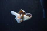 Baby Thai Oranda  Tricolor 3 Inch (ID#1126ToPTA-19) Free2Day SHIPPING