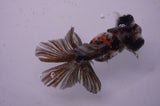 Butterfly  Calico 3.5 Inch (ID#325B8b-35) Free2Day SHIPPING