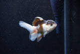 Baby Thai Oranda  Tricolor 3 Inch (ID#1126ToPTA-19) Free2Day SHIPPING