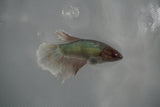 Dumbo Multicolor   Halfmoon Female Betta (ID#801-F311) Free2Day SHIPPING