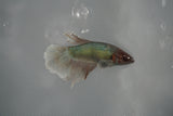 Dumbo Multicolor   Halfmoon Female Betta (ID#801-F311) Free2Day SHIPPING