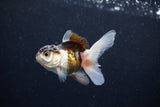 Baby Thai Oranda  Tricolor 3 Inch (ID#1126ToPTA-19) Free2Day SHIPPING