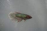 Dumbo Multicolor   Halfmoon Female Betta (ID#801-F311) Free2Day SHIPPING