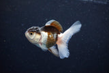 Baby Thai Oranda  Tricolor 3 Inch (ID#1126ToPTA-19) Free2Day SHIPPING