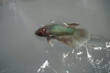 Dumbo Multicolor   Halfmoon Female Betta (ID#801-F311) Free2Day SHIPPING