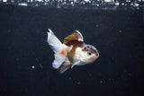 Baby Thai Oranda  Tricolor 3 Inch (ID#1126ToPTA-19) Free2Day SHIPPING