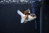 Baby Thai Oranda  Tricolor 3 Inch (ID#1126ToPTA-19) Free2Day SHIPPING