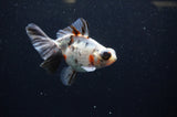Butterfly  Calico 4 Inch (ID#325B8b-36) Free2Day SHIPPING