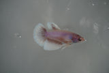 Dumbo Multicolor   Halfmoon Female Betta (ID#801-F312) Free2Day SHIPPING