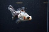 Butterfly  Calico 4 Inch (ID#325B8b-36) Free2Day SHIPPING