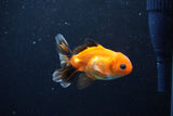 Baby Thai Oranda  Tricolor 3 Inch (ID#1126ToPTA-20) Free2Day SHIPPING