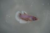 Dumbo Multicolor   Halfmoon Female Betta (ID#801-F312) Free2Day SHIPPING