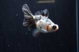 Butterfly  Calico 4 Inch (ID#325B8b-36) Free2Day SHIPPING
