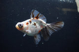 Butterfly  Calico 4 Inch (ID#325B8b-36) Free2Day SHIPPING