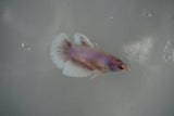 Dumbo Multicolor   Halfmoon Female Betta (ID#801-F312) Free2Day SHIPPING