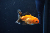 Baby Thai Oranda  Tricolor 3 Inch (ID#1126ToPTA-20) Free2Day SHIPPING