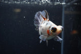 Butterfly  Calico 4 Inch (ID#325B8b-36) Free2Day SHIPPING
