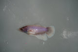 Dumbo Multicolor   Halfmoon Female Betta (ID#801-F312) Free2Day SHIPPING