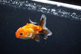 Baby Thai Oranda  Tricolor 3 Inch (ID#1126ToPTA-20) Free2Day SHIPPING